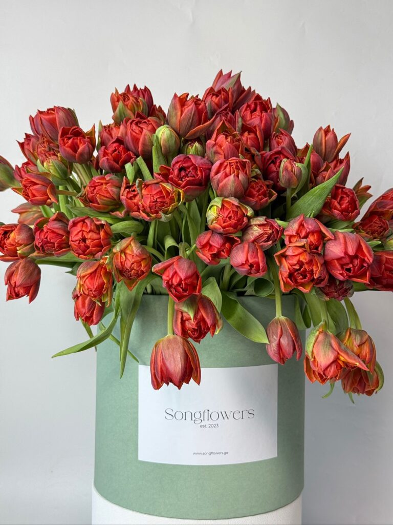 ტიტები ყუთში